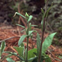 Antennaria plantanigifolia ( L.) Richardson (plantain-leaved pussytoes), staminate flowerhead