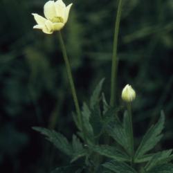 Anemone virginiana L. (tall anemone), flowers, buds, leaves
