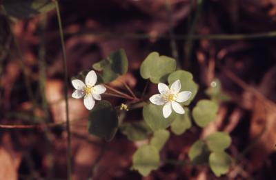 Thalictrum thalictroides (L.) Eames & Boivin (rue anemone), close-up flowers