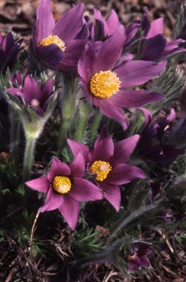 Pulsatilla vulgaris (European pasque-flower), close-up of flowers