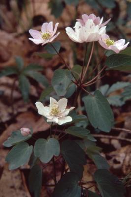 Thalictrum thalictroides (L.) Eames & Boivin (rue anemone), habit, flowers, leaves 