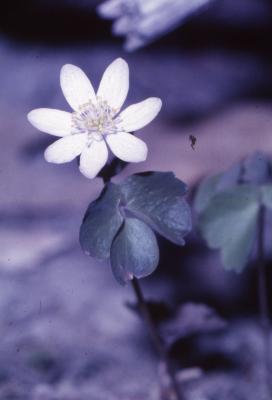 Thalictrum thalictroides (L.) Eames & Boivin (rue anemone), flower