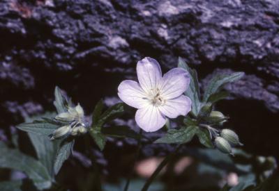 Anemone quinquefolia L. (wood anemone), flower and buds 