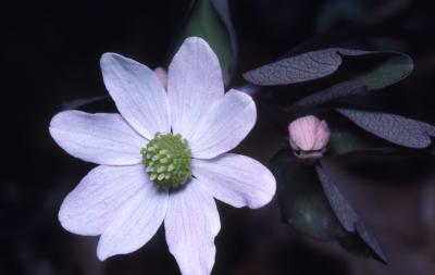 Thalictrum thalictroides (L.) Eames & Boivin (rue anemone), close-up of flower
