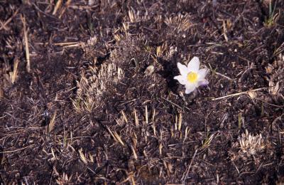 Anemone patens var. multifida Pritz. (pasqueflower), flower