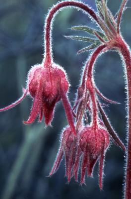 Pulsatilla vulgaris (European pasque-flower), flower buds and stems