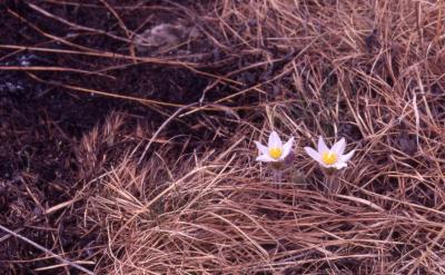 Anemone patens var. multifida Pritz. (pasqueflower), flowers