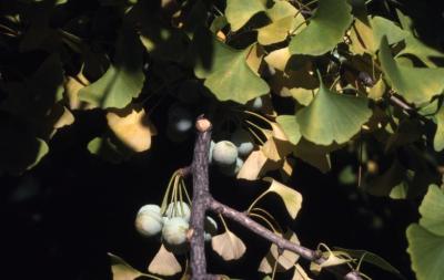 Ginkgo biloba (ginkgo), fruit and leaves