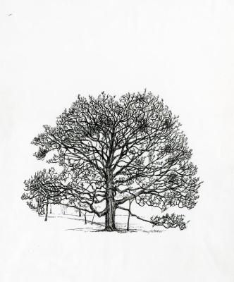 Tree of the month No. 14: Bur oak, Quercus macrocarpa