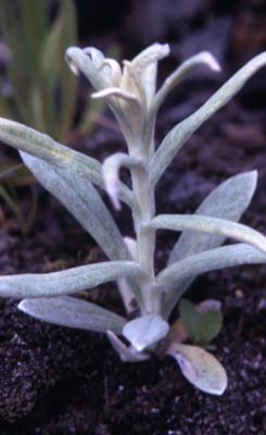 Anaphalis margaritacea (L.) Benth. & Hook.f. (pearly everlasting), seedling
