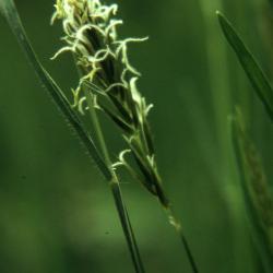 Anthoxanthum odoratum L. (sweet vernal grass), close-up of spikelets