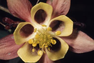 Aquilegia canadensis L. (columbine), close-up of flower center