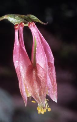 Aquilegia canadensis L. (columbine), close-up of budding flower