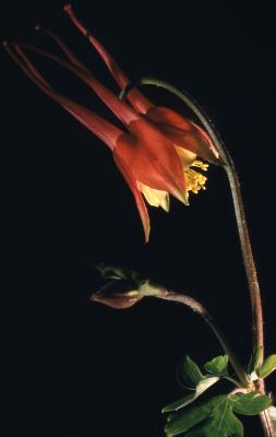 Aquilegia canadensis L. (columbine), close-up of opening flower and flower bud