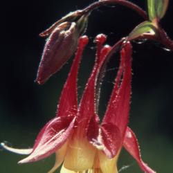 Aquilegia canadensis L. (columbine), close-up of flower and bud