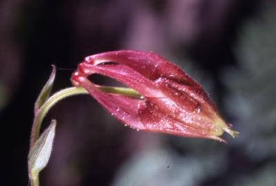 Aquilegia canadensis L. (columbine), close-up of flower bud 