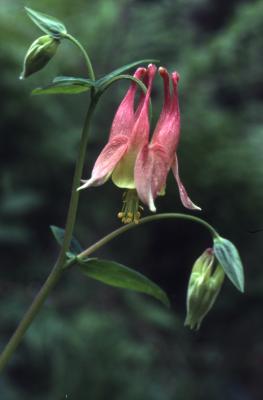 Aquilegia canadensis L. (columbine), close-up of flower and buds