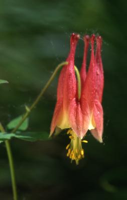 Aquilegia canadensis L. (columbine), close-up of opening flower