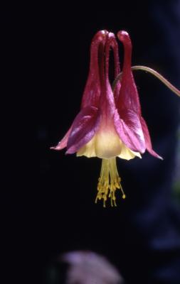 Aquilegia canadensis L. (columbine), close-up of opening flower with stem