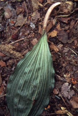 Aplectrum hyemale (Muhl. ex Willd.) Torr. (Adam and Eve), close-up of basal leaf