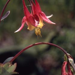 Aquilegia canadensis L. (columbine), close-up of flowers, flower buds, and stems