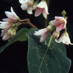 Apocynum androsaemifolium L. (spreading dogbane), close-up of flowers