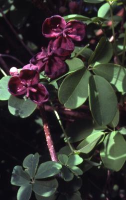 Akebia quinata (Houtt.) Decne. (five-leaved akebia), flower, leaves