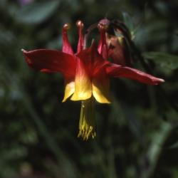 Aquilegia formosa Fisch. ex DC. (Western columbine), close-up of flowers