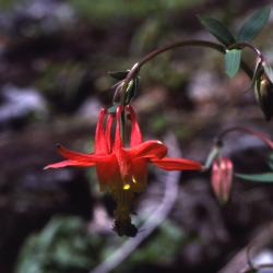 Aquilegia formosa Fisch. ex DC. (Western columbine), close-up of flower and bud