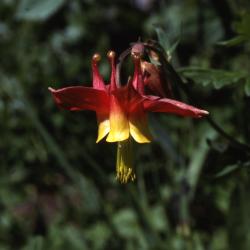 Aquilegia formosa Fisch. ex DC. (Western columbine), close-up of flower