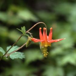 Aquilegia formosa Fisch. ex DC. (Western columbine), close-up of flower on stem with leaves