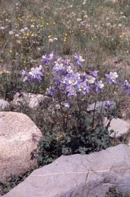Aquilegia coerulea (Colorado columbine), habit