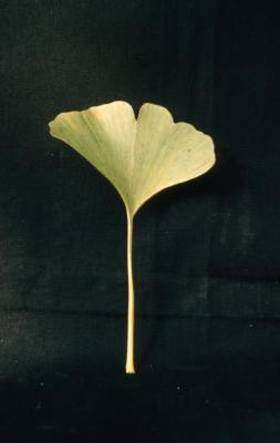 Ginkgo biloba (ginkgo), leaf