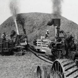 Men transferring crop into thresher with threshing machine in foreground at Lisle Farms