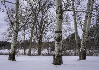 White Poplars, Habitat