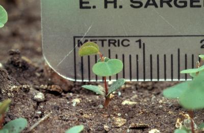 Amorpha canescens Pursh (leadplant), seedling
