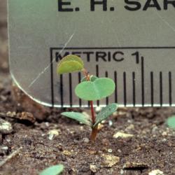 Amorpha canescens Pursh (leadplant), seedling