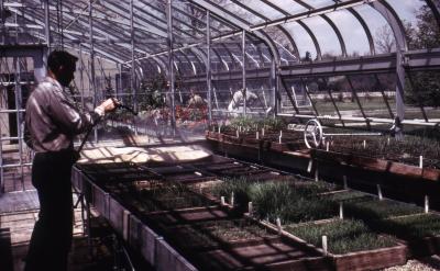 Ray Schulenberg Watering Seedlings in Greenhouse 