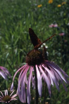 Fritillary Butterfly on an Echinacea pallida stigma