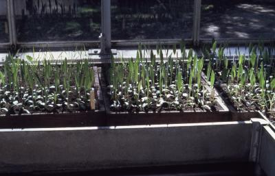 Prairie Seedlings in a Greenhouse