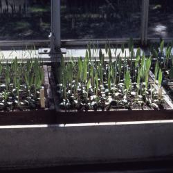Prairie Seedlings in a Greenhouse