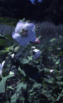 Iliamna remota Greene (Kankakee River mallow), flower
