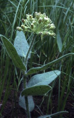 Asclepias lanuginosa Nutt. (wooly milkweed), flowers and leaves