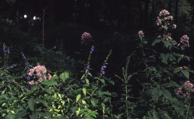 Campanula americana L. (tall bellflower) and Eutrochium purpureum (L.) E.E.Lamont (purple Joe Pye weed), habit, habitat 