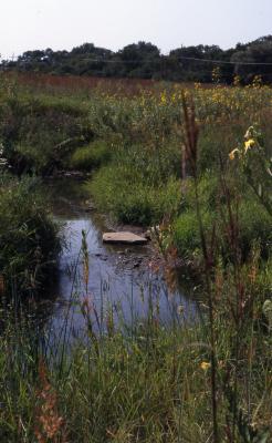Willoway Brook through the Schulenberg Prairie