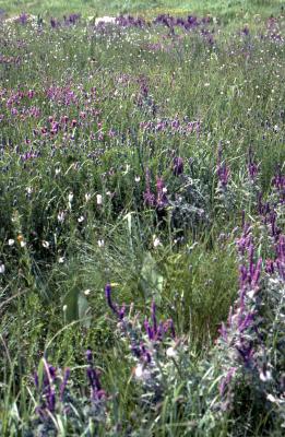 Dalea candida Michx. ex Willd. (white prairie-clover) and Dalea purpurea Vent. (purple prairie-clover), habitat 