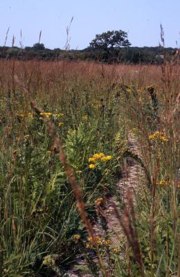 Trail through the Schulenberg Prairie