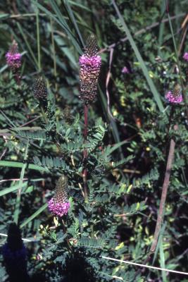Dalea foliosa (Gray) Barneby (leafy prairie-clover), flowers
