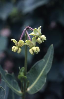 Asclepias meadii Torr. ex Gray (Mead’s milkweed), flowers
