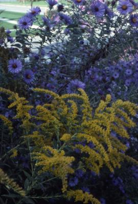 Solidago altissima L. (tall goldenrod) and  Symphyotrichum novae-angliae (L.) G.L.Nesom (New England aster), flowers